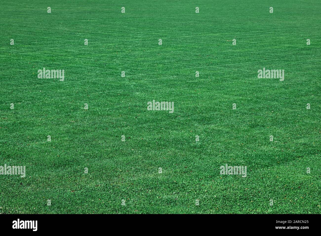 Freshly cut lawn with no weeds. Stock Photo