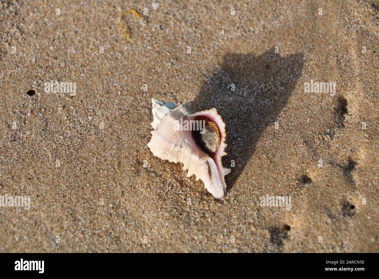 Sea shells on the beach Stock Photo Alamy
