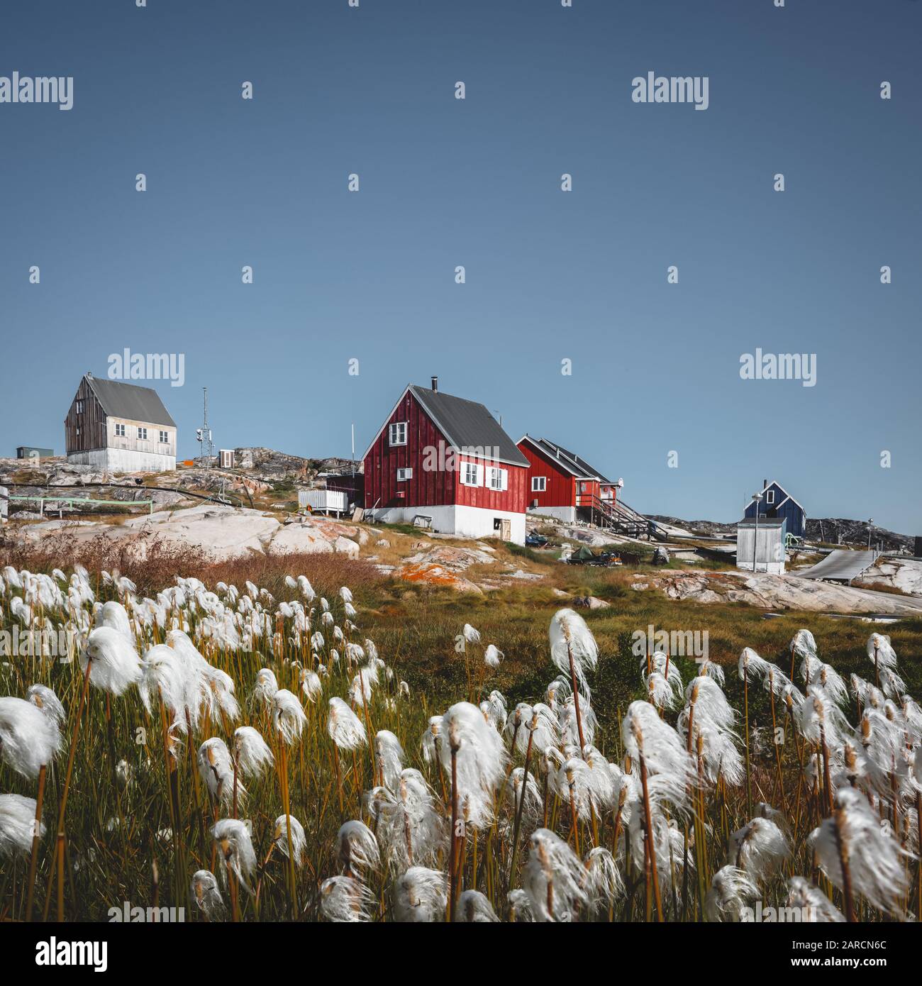 The colorful red house of Ilulissat, Greenland. Arctic cotton flower