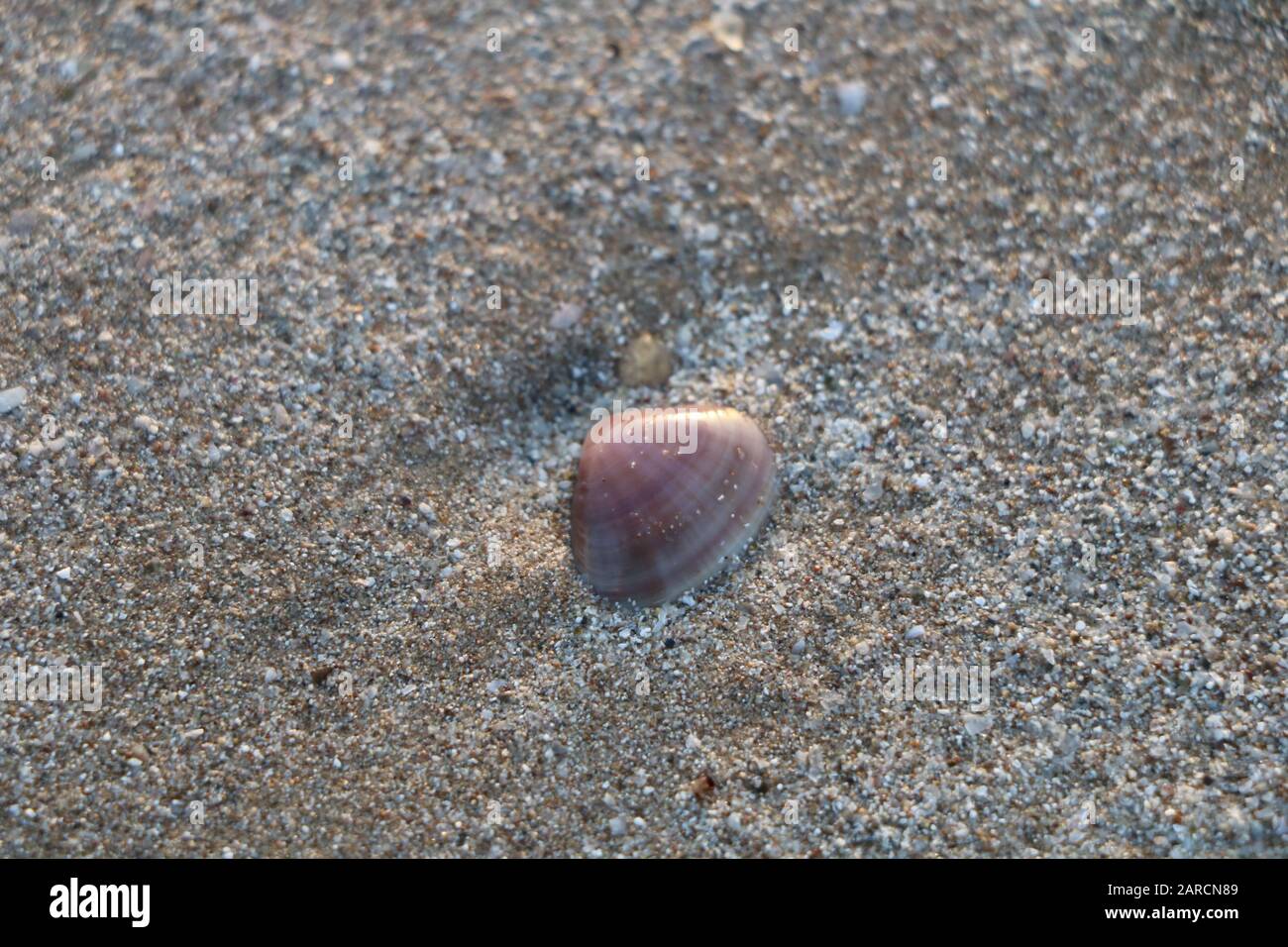 Sea shells on the beach Stock Photo Alamy