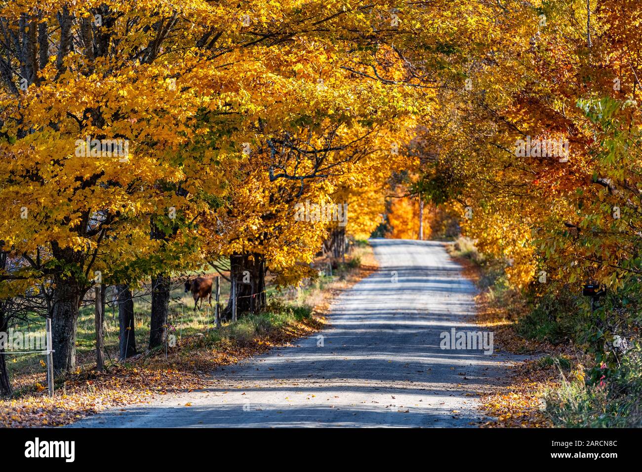 Colorful unpaved country road. Stock Photo
