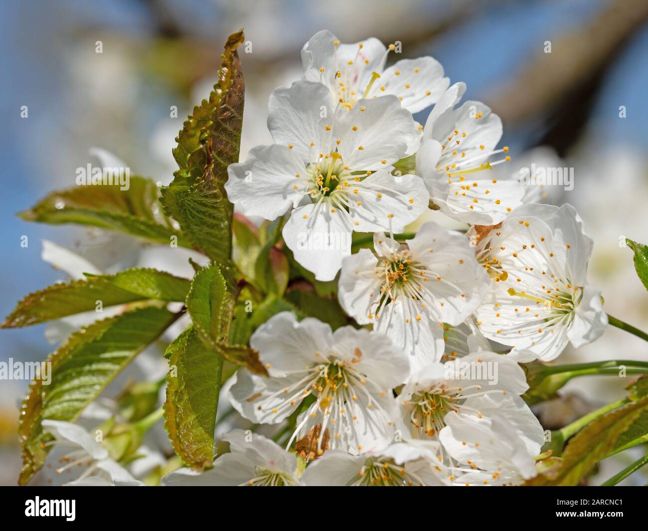 Blossoming cherry tree, Prunus avium, in spring Stock Photo