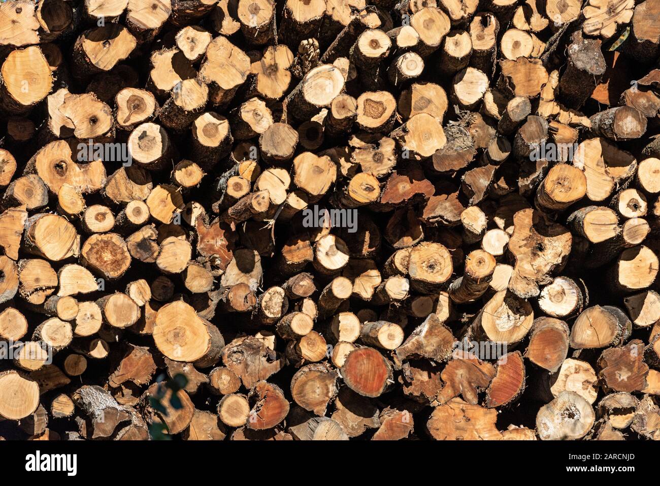 Pile of freshly cut raw timber. Stock Photo