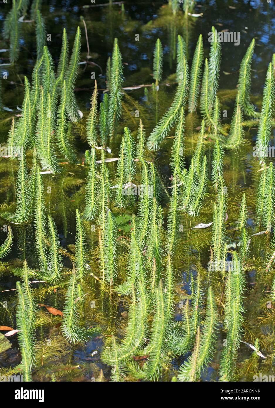 Fir fronds, Hippuris vulgaris, in the pond Stock Photo