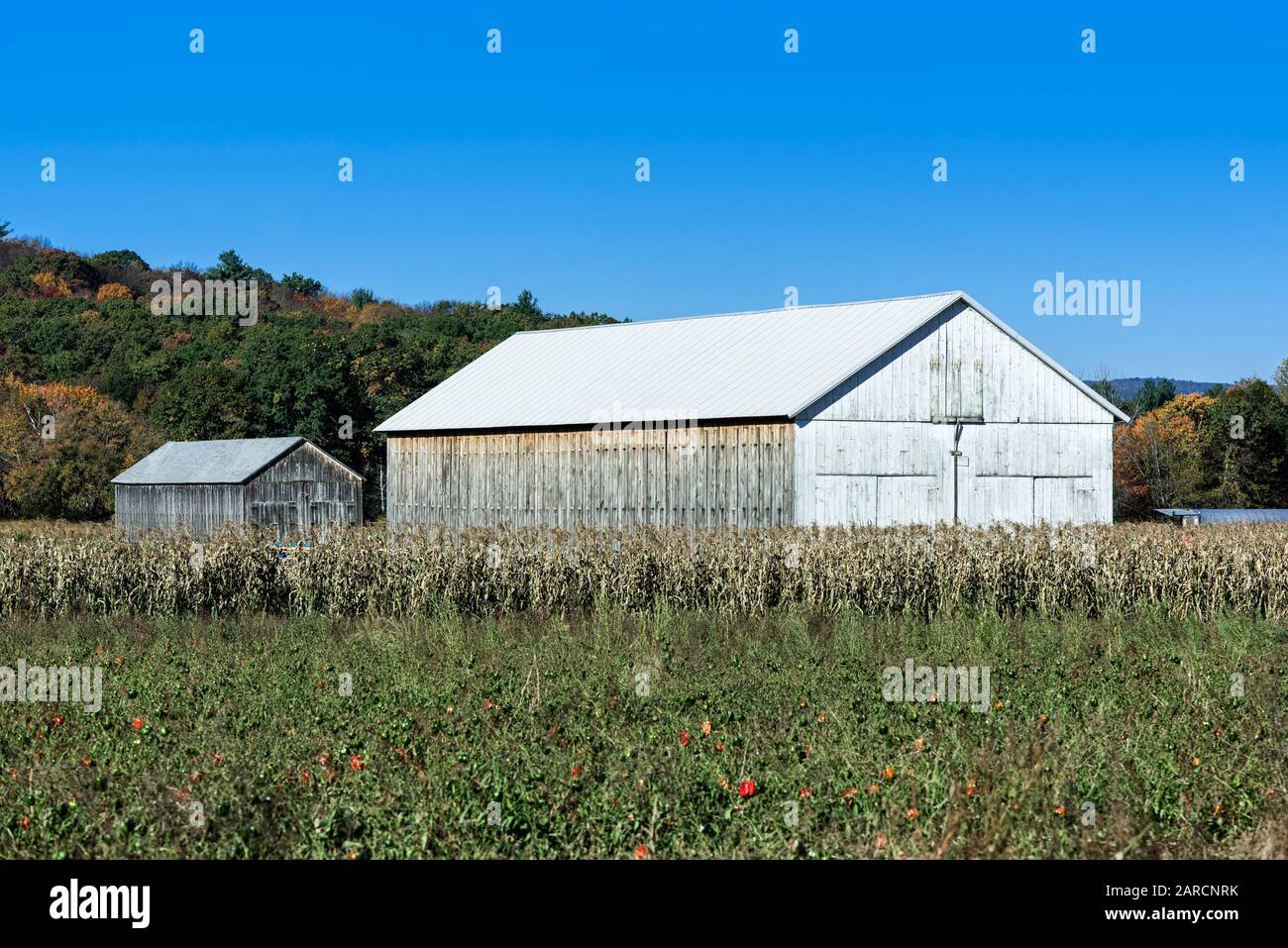 Tobacco curing barn. Stock Photo