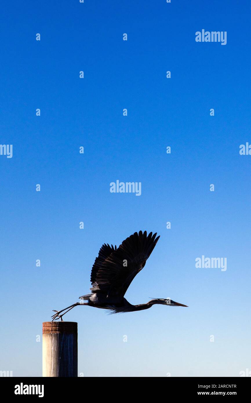 Blue heron perched on a pier. Stock Photo