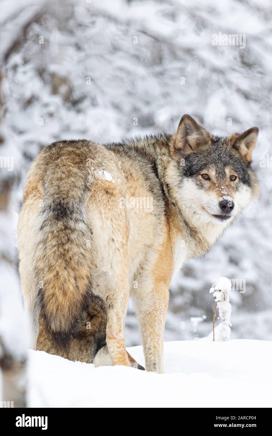 Focused wolf in pack looking backward in cold winter forest Stock Photo