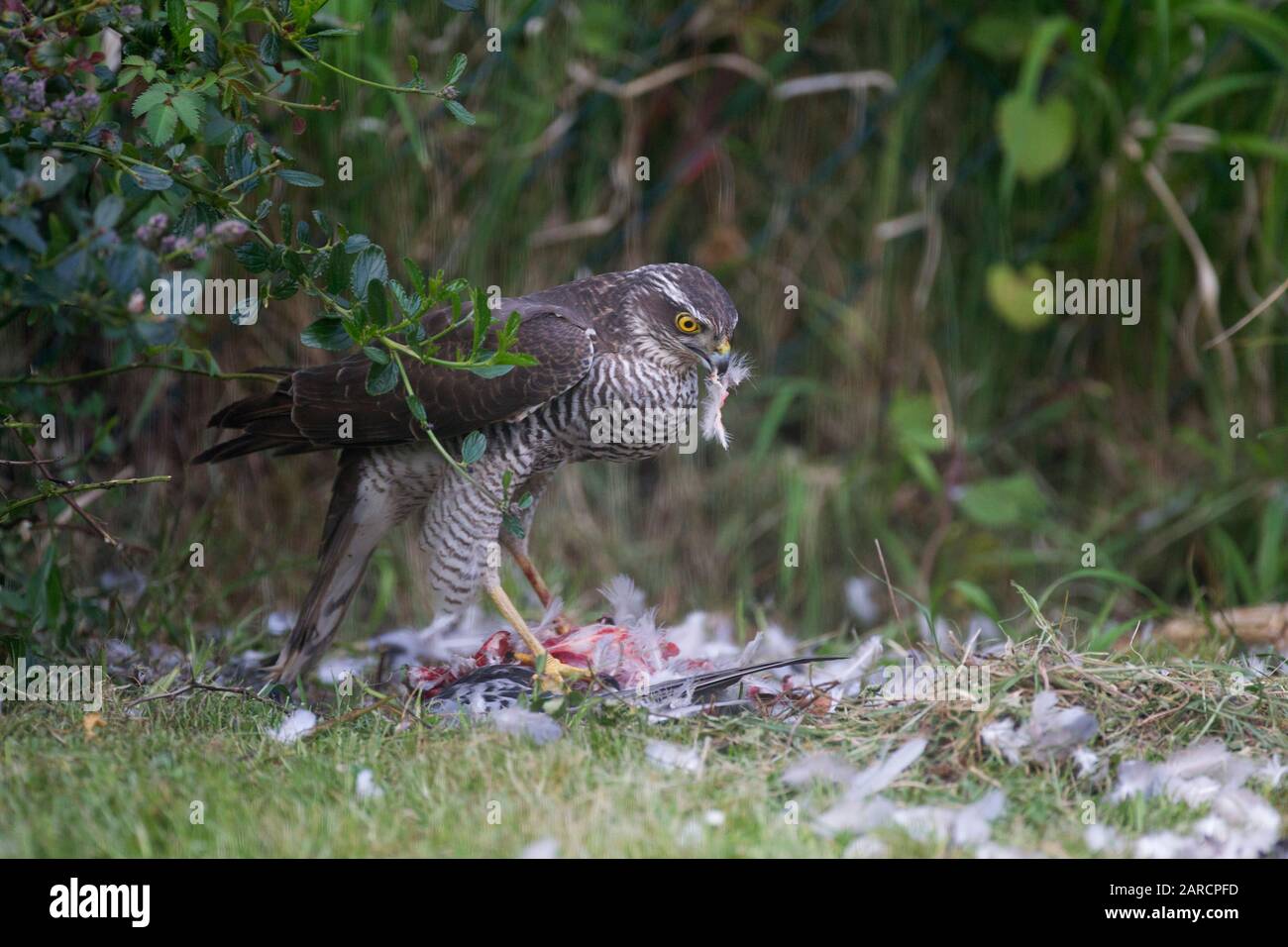 Dead hawk on ground hi-res stock photography and images - Alamy