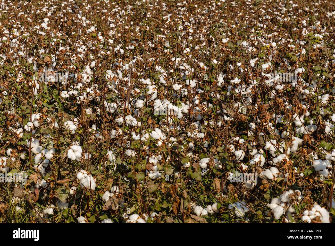 cotton field in Uzbekistan, Cotton Ready for Harvest Stock Photo Alamy