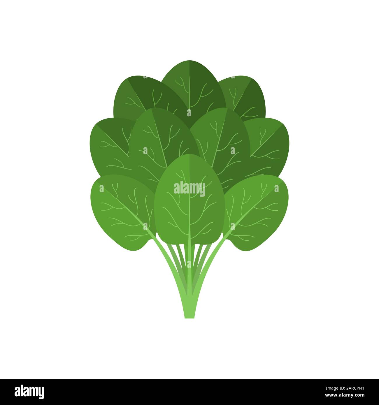 A bundle of fresh spinach isolated on white background. Bunch of spinach leaves. Green raw spinach. Juicy green vegetable. Vegetarian or healthy food. Stock Vector