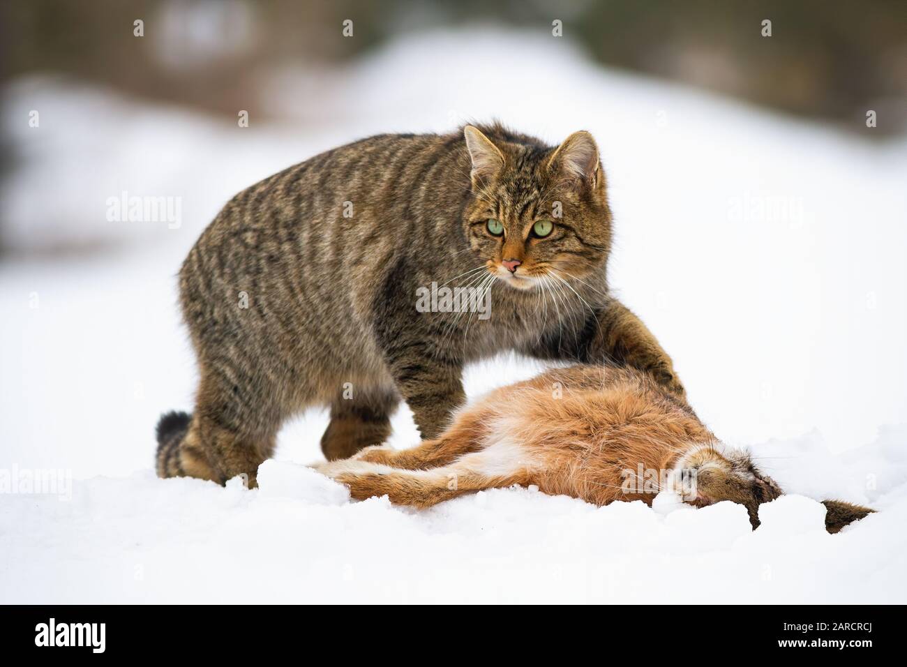 European wildcat, felis silvestris, with a kill of dead rabbit Stock ...