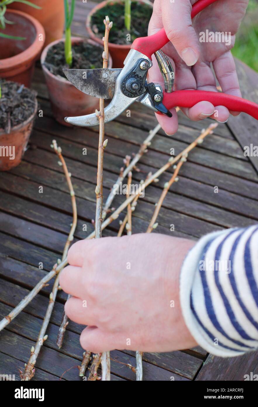 Propagating Ribes nigrum. Tidying up hardwood blackcurrant cuttings with secateurs before planting. UK Stock Photo