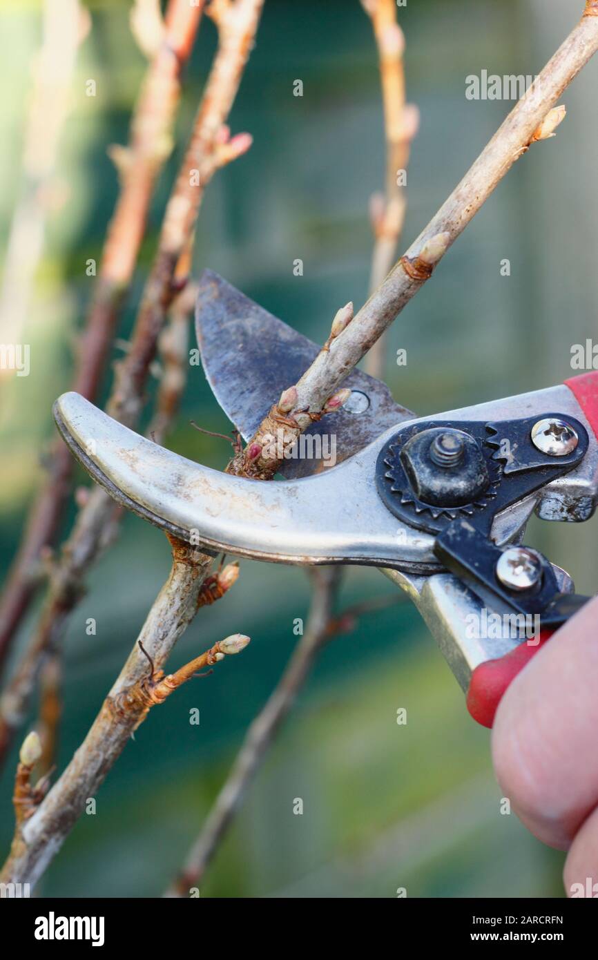 Propagating Ribes nigrum. Taking hardwood cuttings from dormant blackcurrant fruit bush in winter. UK Stock Photo