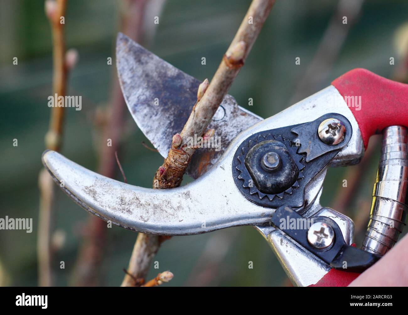 Hardwood fruit cuttings hires stock photography and images Alamy