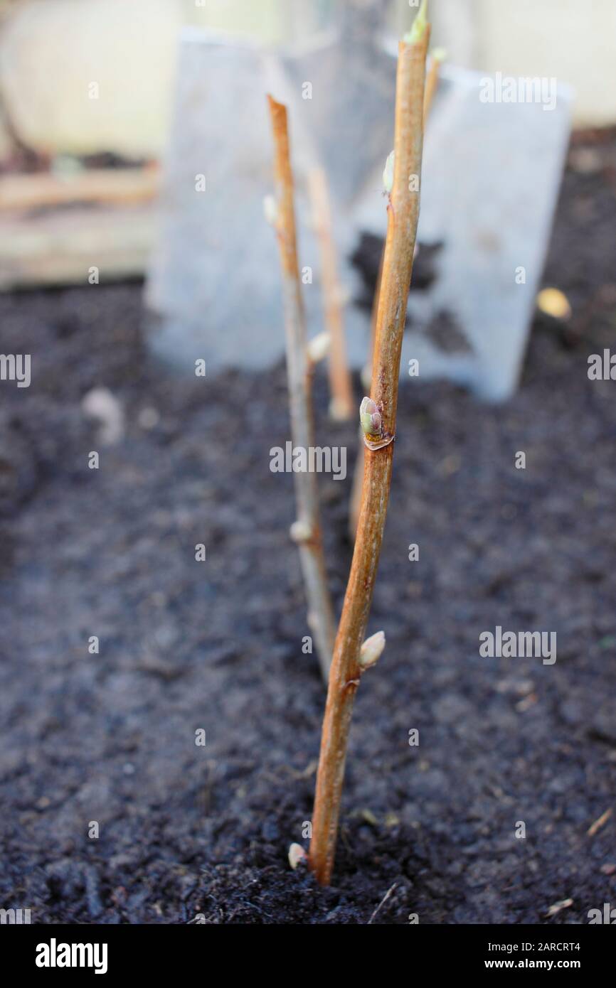 Propagating Ribes nigrum. Row of freshly planted hardwood blackcurrant cuttings in a winter garden. UK Stock Photo