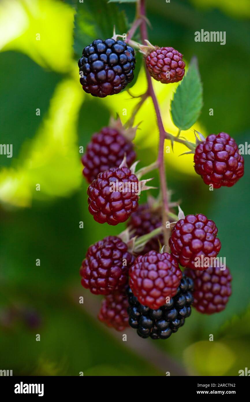 Ripe and unripe blackberries on the bush. Blackberries on the bush in