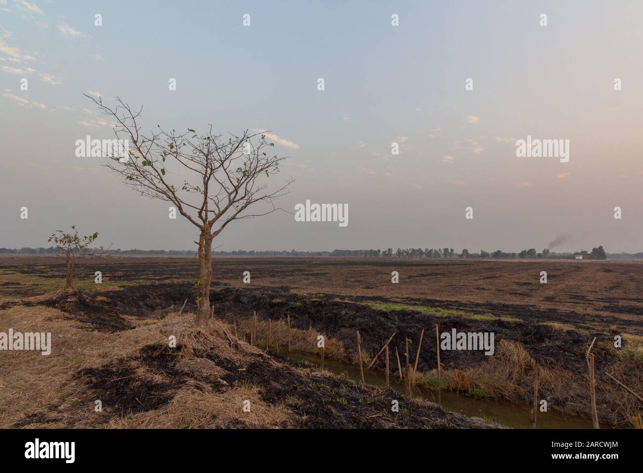 tree where the surrounding area has been burned up. Stock Photo