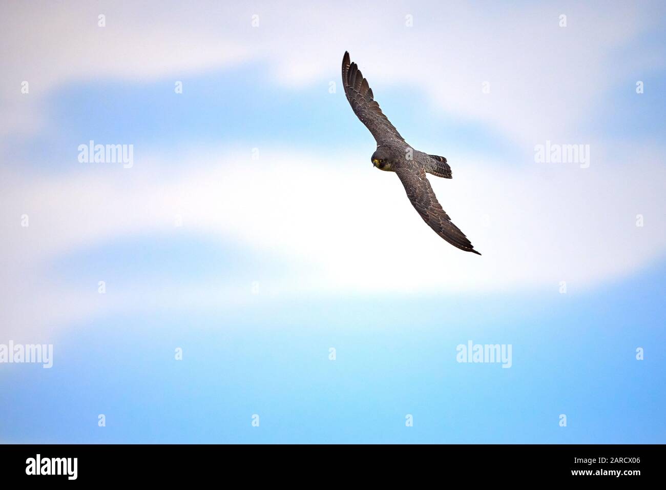 Peregrine falcon in flight (Falco peregrinus) Stock Photo