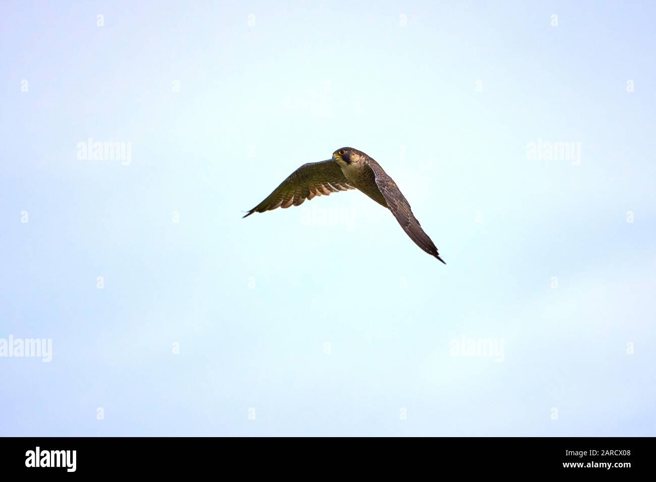Peregrine falcon in flight (Falco peregrinus) Stock Photo