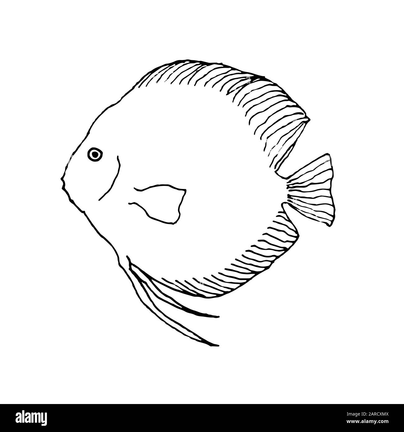 Discus fish. Hand drawing sketch. Black outline on white background. Vector illustration can be used in greeting cards, posters, flyers, banners, logo, further design etc. EPS10 Stock Vector