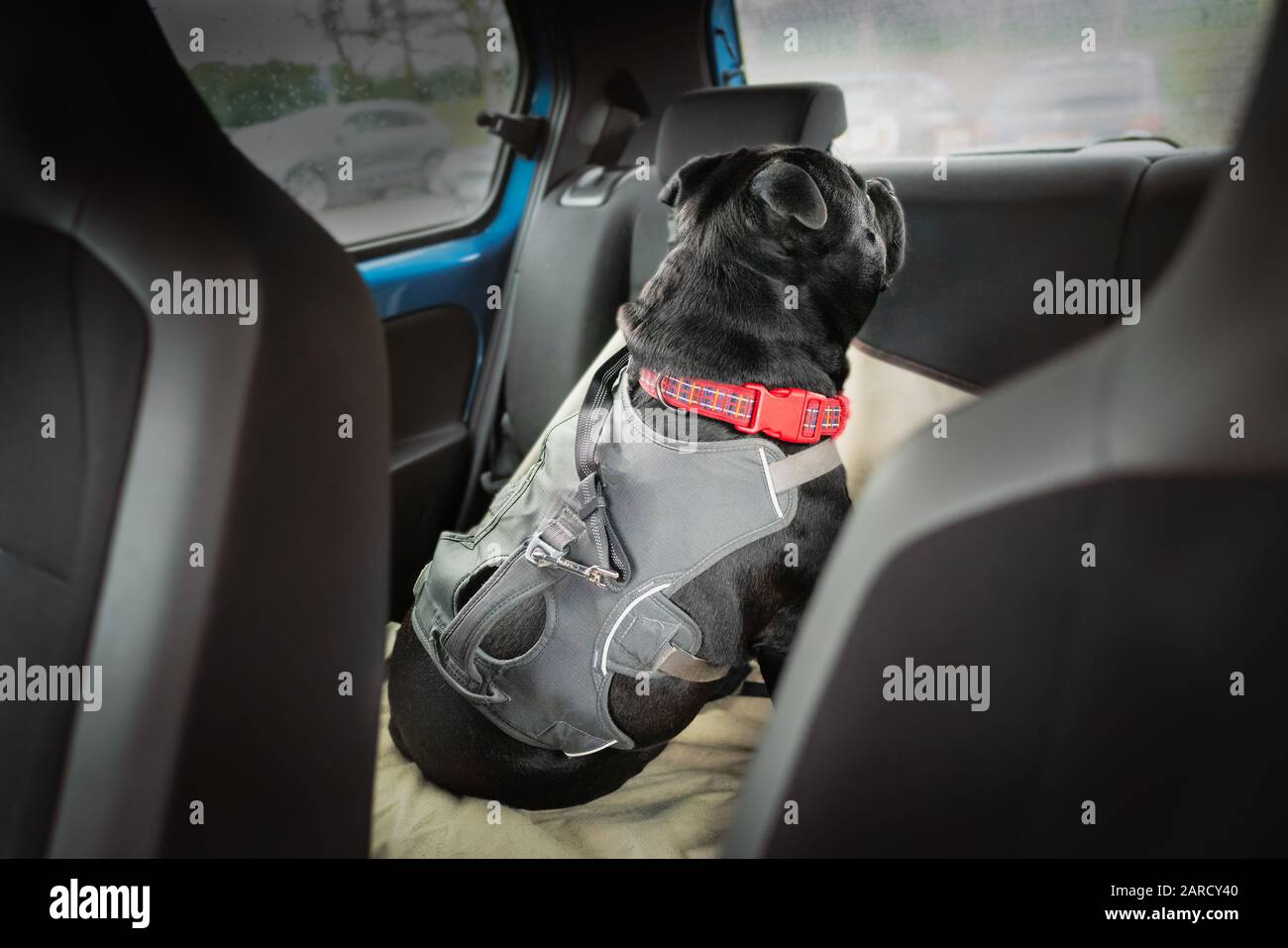 Clip and strap attached to the harness of a Staffordshire Bull Terrier dog who is in the back of a car looking out of the back window. He is sitting o Stock Photo