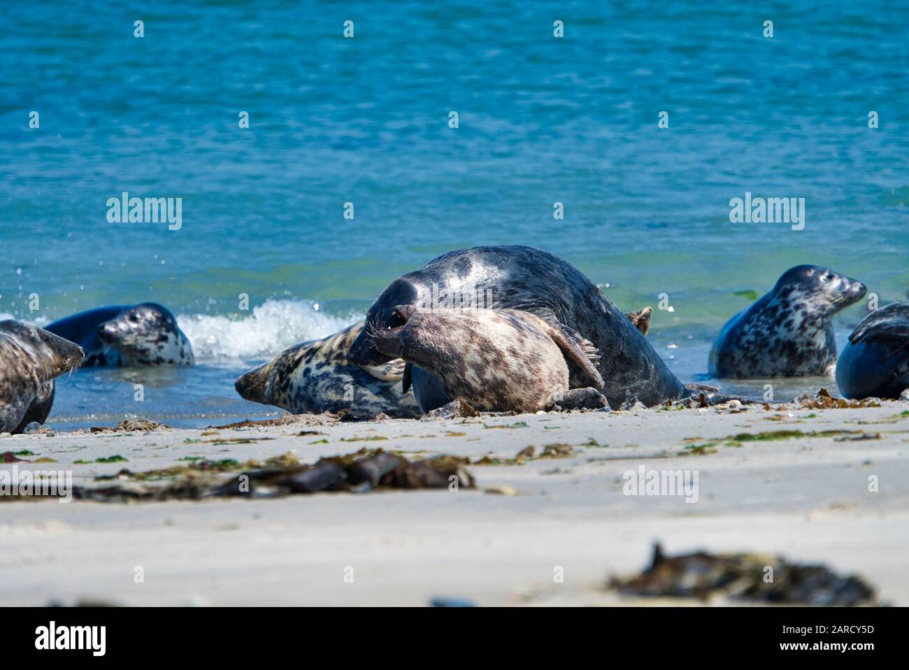 Wijd Grey seal on the north beach of Heligoland - island Dune i- Northsea - Germany Stock Photo