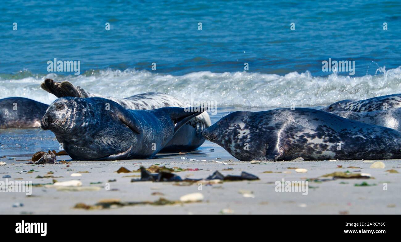 Wijd Grey seal on the north beach of Heligoland - island Dune i- Northsea - Germany Stock Photo