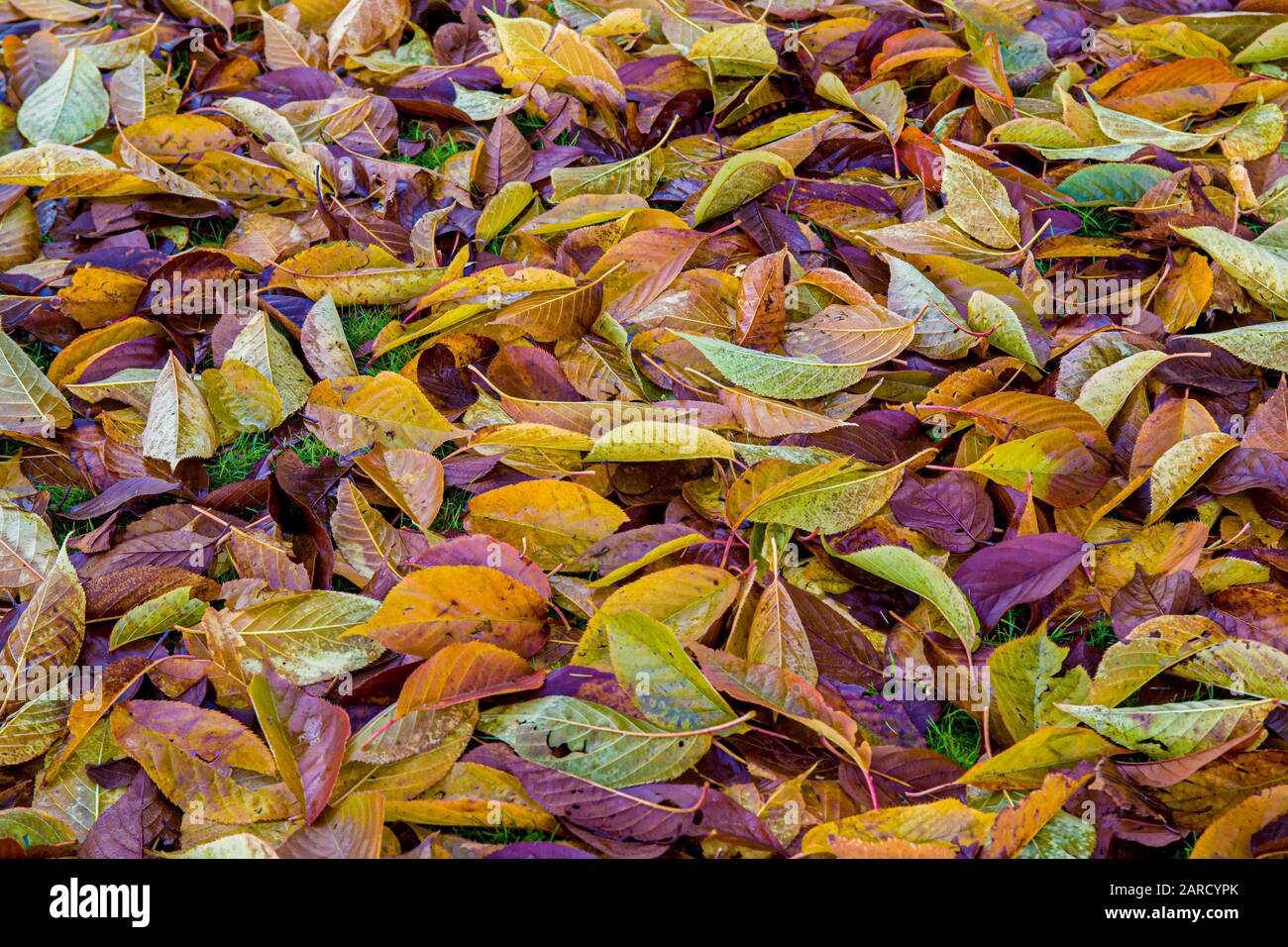 Golden yellow leaves hi-res stock photography and images - Alamy