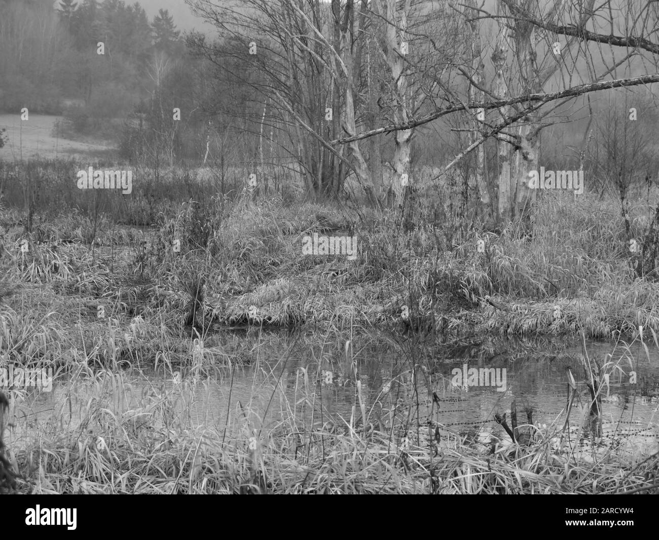 marsh landscape, area for many animals and plants Stock Photo
