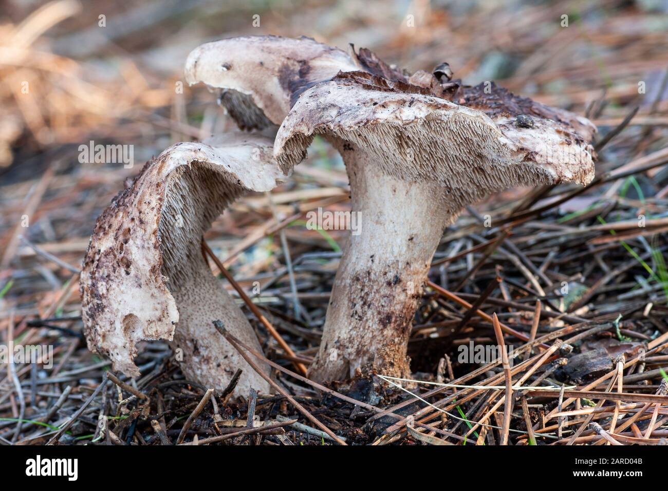 sarcodon imbricatus growing in autumn on the ground of a pine forest Stock Photo