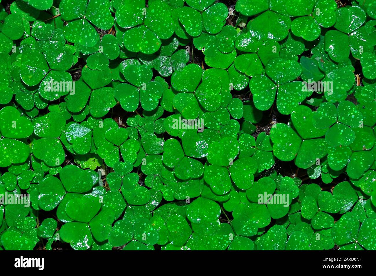 Wet leaves of clover with water drops after rain - natural summer or spring background. Bright green foliage of clover with shiny raindrops. Morning d Stock Photo