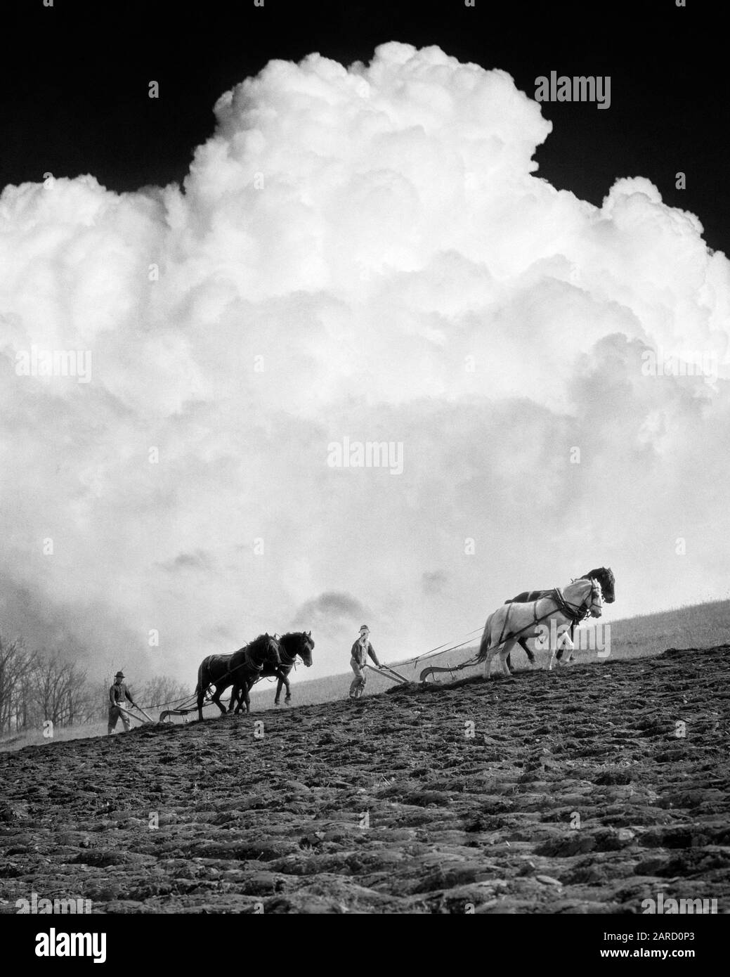 1920s 1930s 1940s TWO ANONYMOUS SILHOUETTED FARMERS EACH BEHIND A TWO HORSE TEAM PLOWING A FIELD TO PREPARE FOR SPRING PLANTING - f1147 HAR001 HARS COPY SPACE FULL-LENGTH PERSONS SCENIC FARMING MALES SPIRITUALITY MIDDLE-AGED AGRICULTURE B&W MIDDLE-AGED MAN WIDE ANGLE CLOUDS SKILL OCCUPATION SKILLS MAMMALS PREPARE STRENGTH STRATEGY PLOW SILHOUETTED FARMERS POWERFUL PROGRESS LABOR PLOWING PRIDE TO OCCUPATIONS CONCEPTUAL ANONYMOUS GROWTH LAND MAMMAL MID-ADULT MID-ADULT MAN PLOUGH PRECISION SPRINGTIME TEAMS TOGETHERNESS BLACK AND WHITE CUMULUS HAR001 LABORING OLD FASHIONED Stock Photo