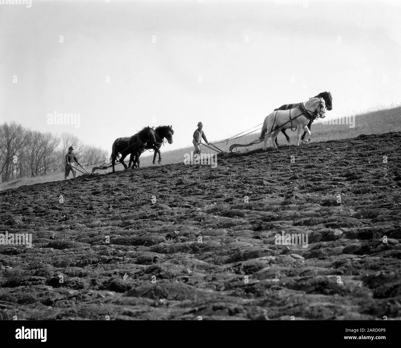1920s 1930s 1940s TWO ANONYMOUS SILHOUETTED FARMERS EACH BEHIND A TWO HORSE TEAM PLOWING A FIELD TO PREPARE FOR SPRING PLANTING - f209 HAR001 HARS COPY SPACE FULL-LENGTH PERSONS SCENIC FARMING MALES SPIRITUALITY MIDDLE-AGED AGRICULTURE B&W MIDDLE-AGED MAN WIDE ANGLE CLOUDS SKILL OCCUPATION SKILLS MAMMALS PREPARE STRENGTH STRATEGY PLOW SILHOUETTED FARMERS POWERFUL PROGRESS LABOR PLOWING PRIDE TO OCCUPATIONS CONCEPTUAL ANONYMOUS GROWTH LAND MAMMAL MID-ADULT MID-ADULT MAN PLOUGH PRECISION SPRINGTIME TEAMS TOGETHERNESS BLACK AND WHITE CUMULUS HAR001 LABORING OLD FASHIONED Stock Photo