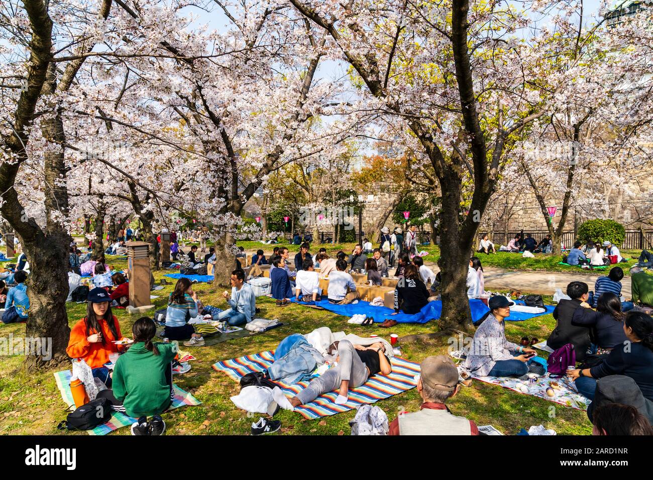 Japan, springtime cherry blossoms at the Nishinomaru Garden, Osaka