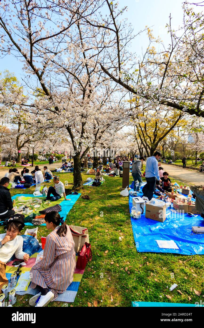 Japan, springtime cherry blossoms at the Nishinomaru Garden, Osaka