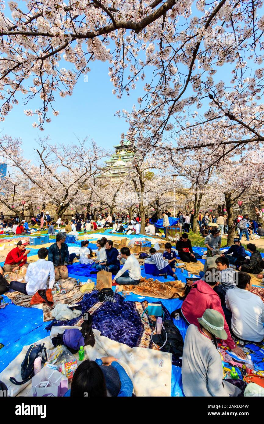 Japan, springtime cherry blossoms at the Nishinomaru Garden, Osaka