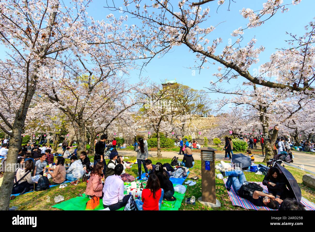 Japan, springtime cherry blossoms at the Nishinomaru Garden, Osaka
