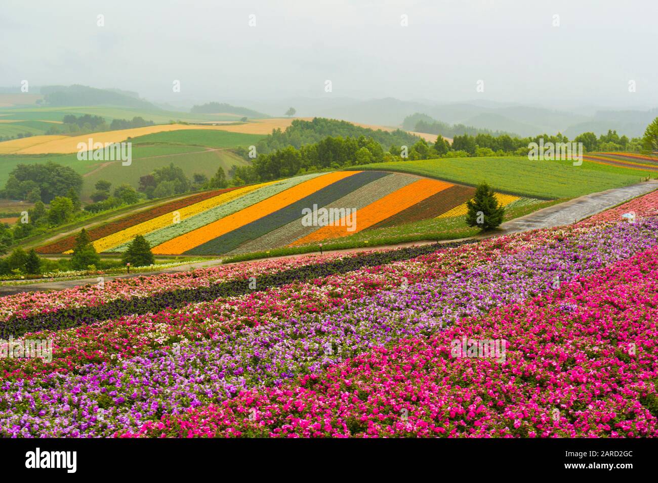 Furano flowers garden Hokkaido Stock Photo