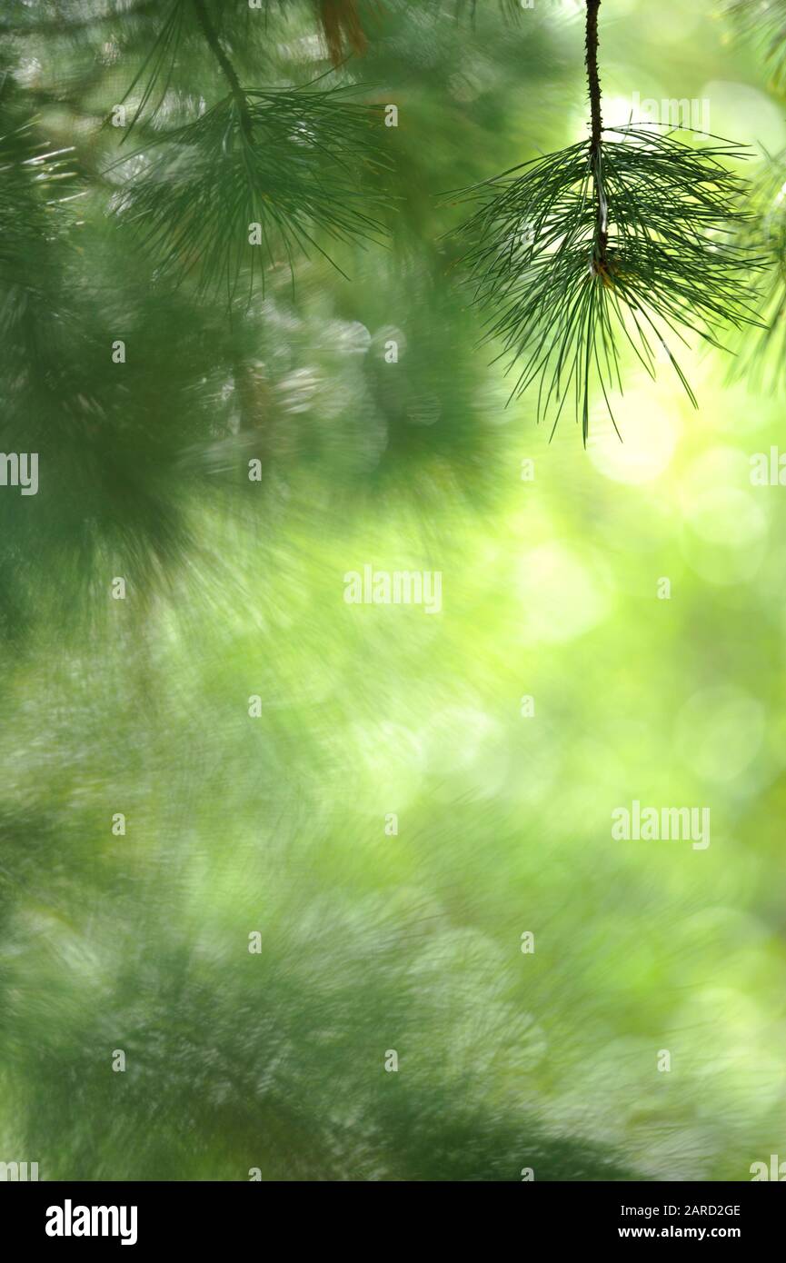 Swiss pine (Pinus cembra) needles against defocused background. Stock Photo