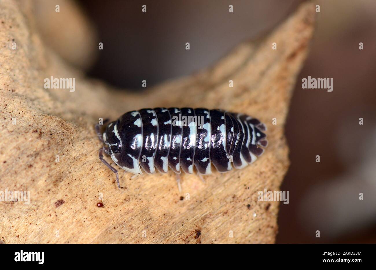Zebra Isopod, Armadillidium maculatum, gömbászka Stock Photo