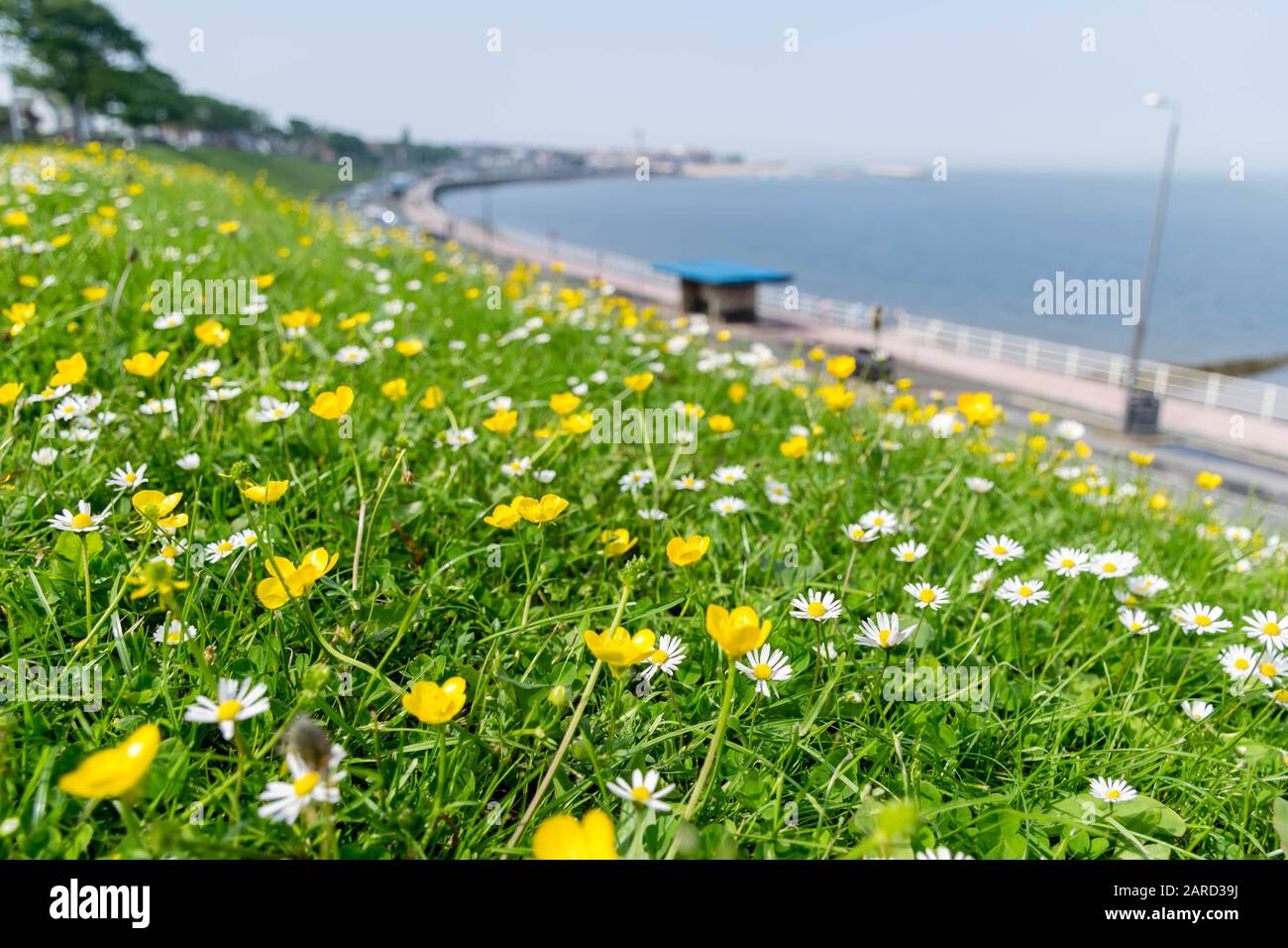 Floral field near sea cost Stock Photo
