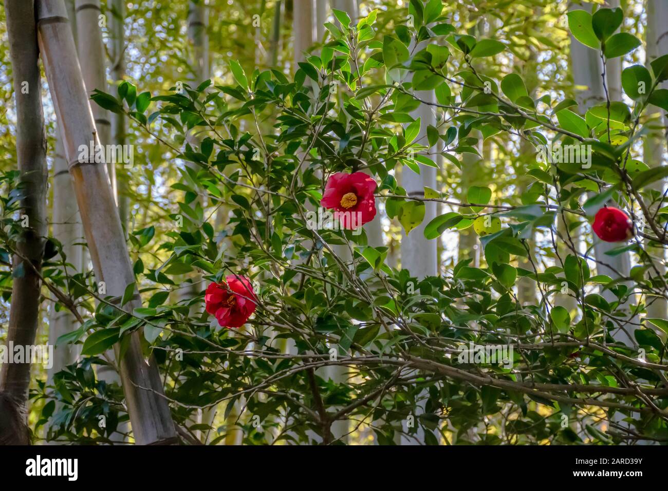 Three red camellia flowers in bamboo forest Stock Photo
