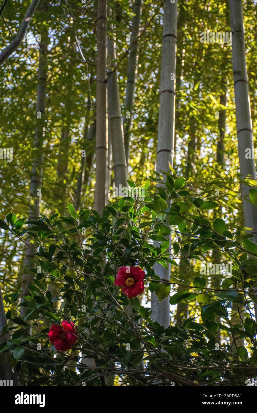 Two red camellia flowers in bamboo forest Stock Photo