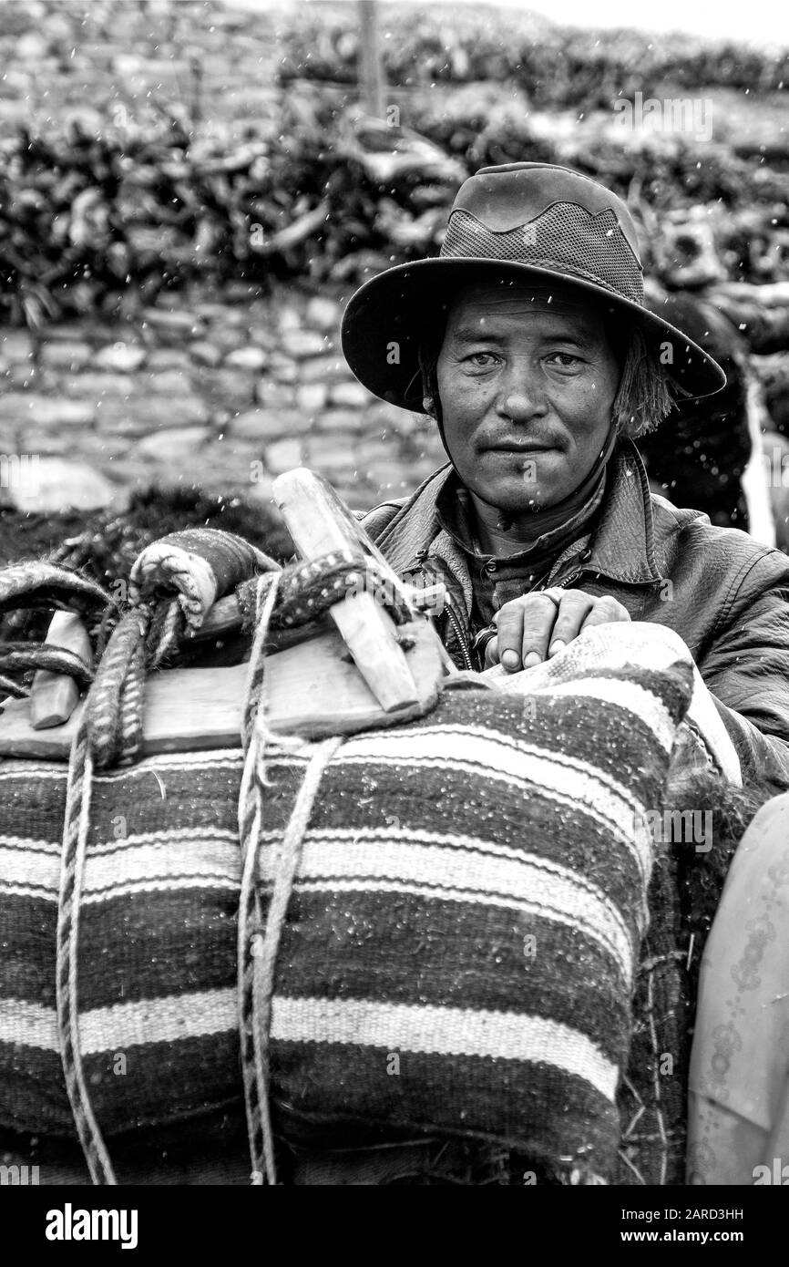 Black and white portrait of Nepalese man loading a yak in the Dolpo region of Nepal Stock Photo