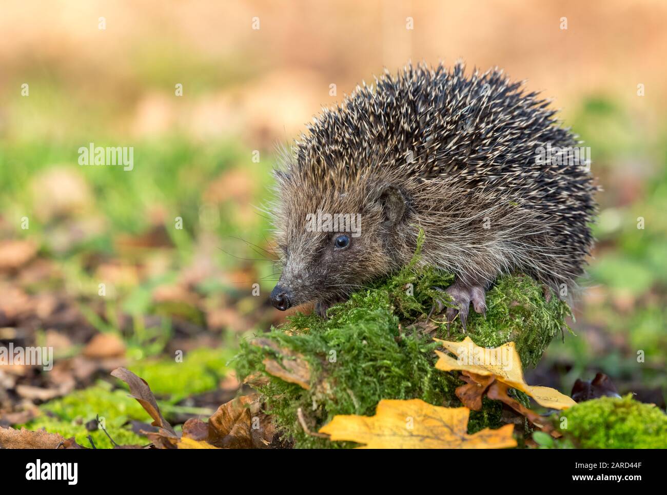 Hedgehog (Latin name: Erinaceus europaeus) Close up of a wild, native  hedgehog in natural woodland habitat,with green moss & Autumn leaves. Landscape Stock Photo