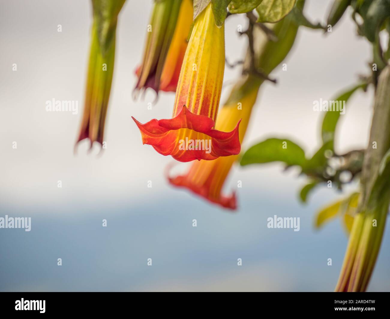 Red Angel's trumpet (Brugmansia sanguinea) flowers, Flowers in shape of long bells.  Official name: Batura, stramonium. Vulcan Angel Trumpet (Brugmans Stock Photo
