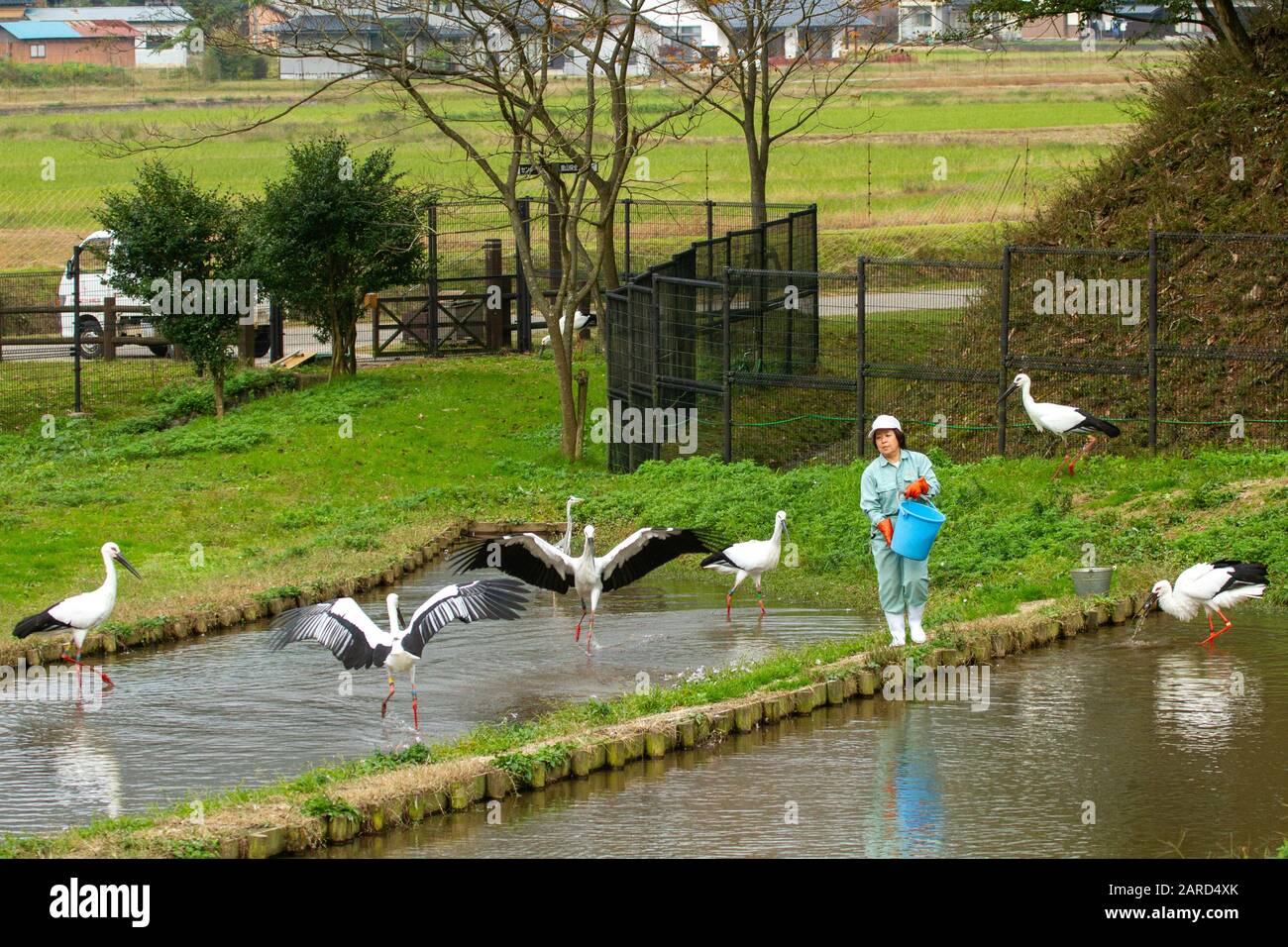Hyogo Park of the Oriental White Stork reintroduction (Konotori) in Toyooka Stock Photo