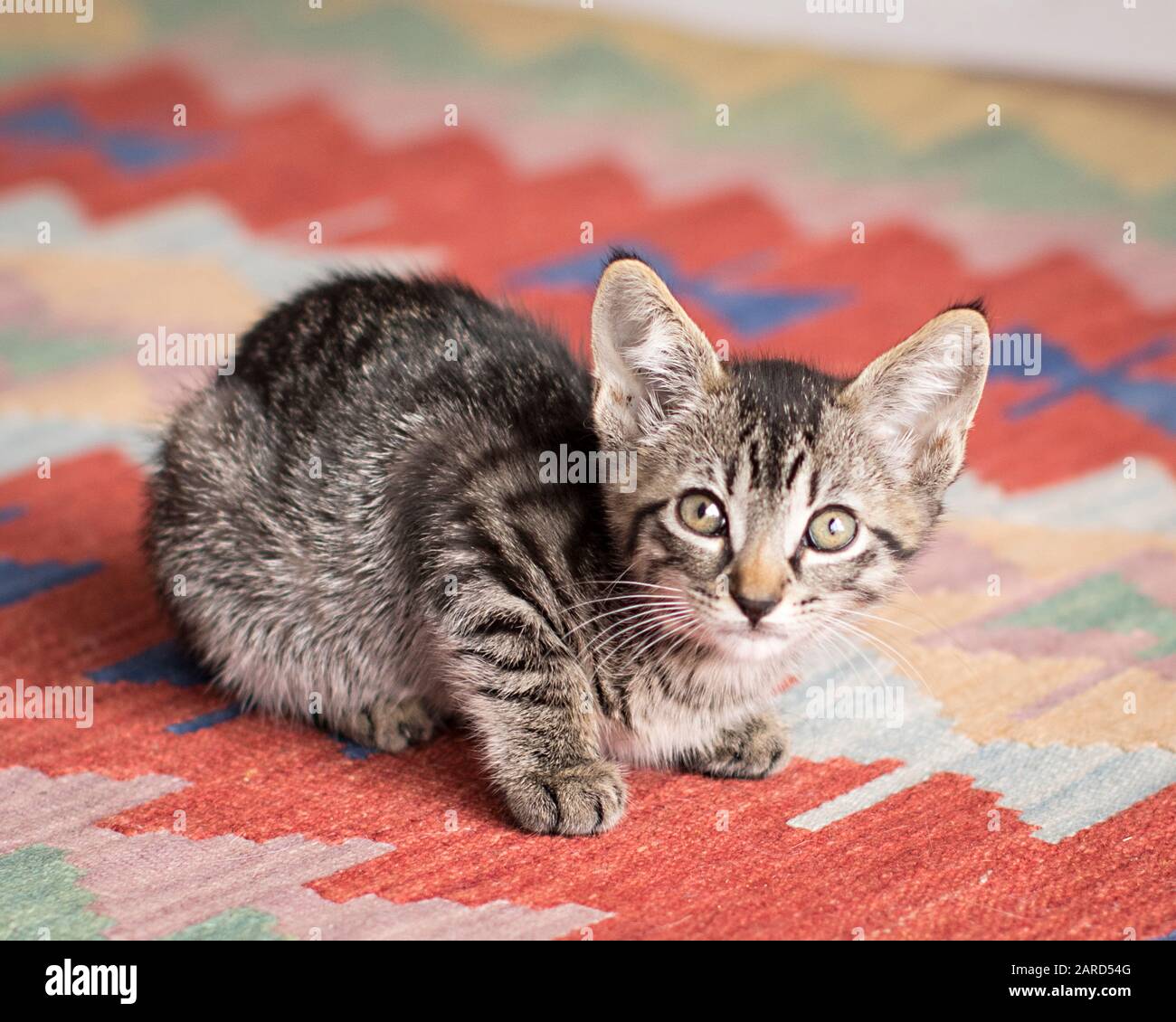 Golden Tabby Cat High Resolution Stock Photography and Images Alamy