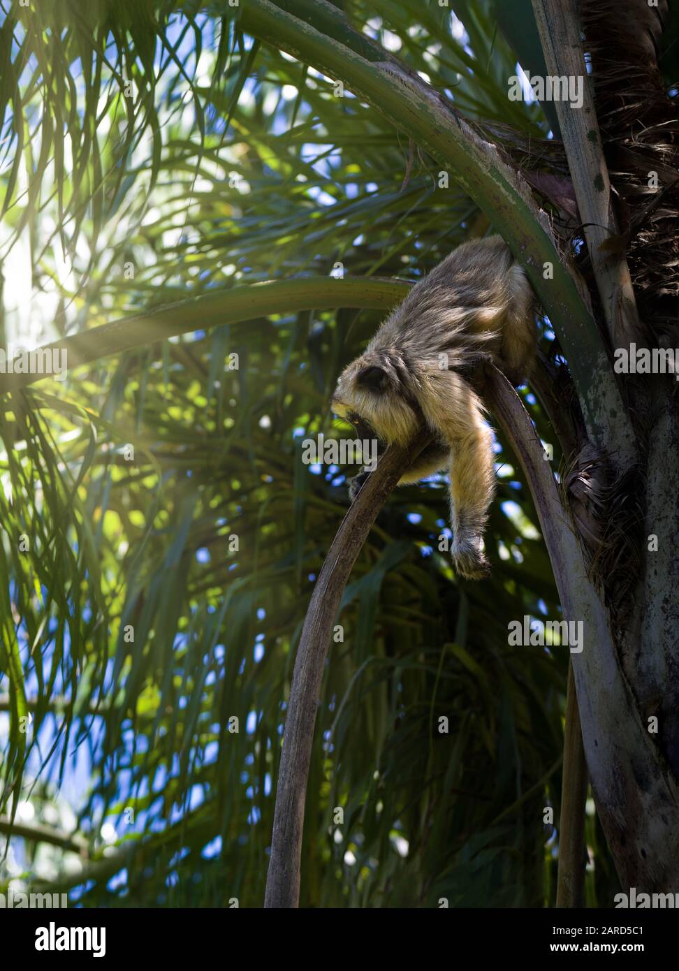 Black howler monkey amazon brazil hires stock photography and images