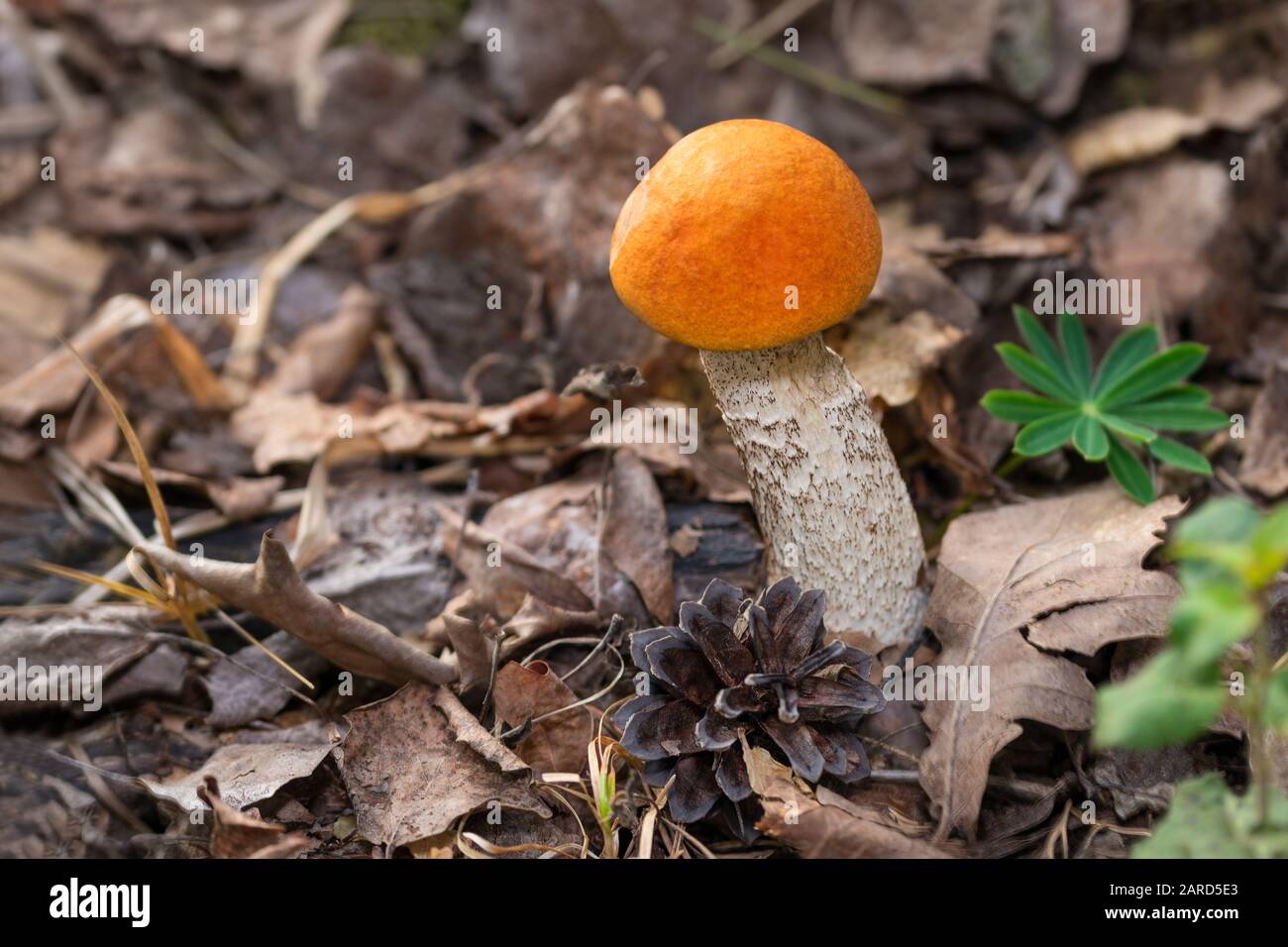 Small orange birch bolete mushroom. Leccinum versipelle. Round cap on white stem. Young edible boletus growing in dry fallen leaves. Green plant, cone. Stock Photo